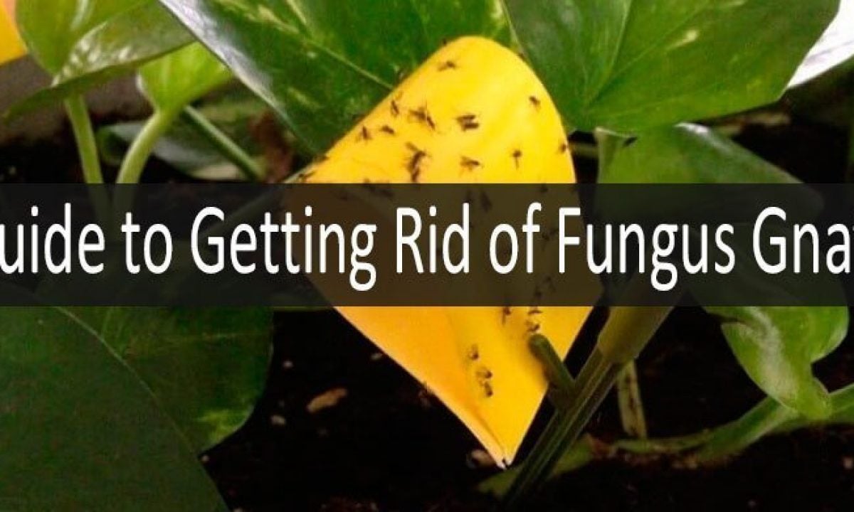 5 Best Ways To Get Rid Of Fungus Gnats In Your House For Sure Guide