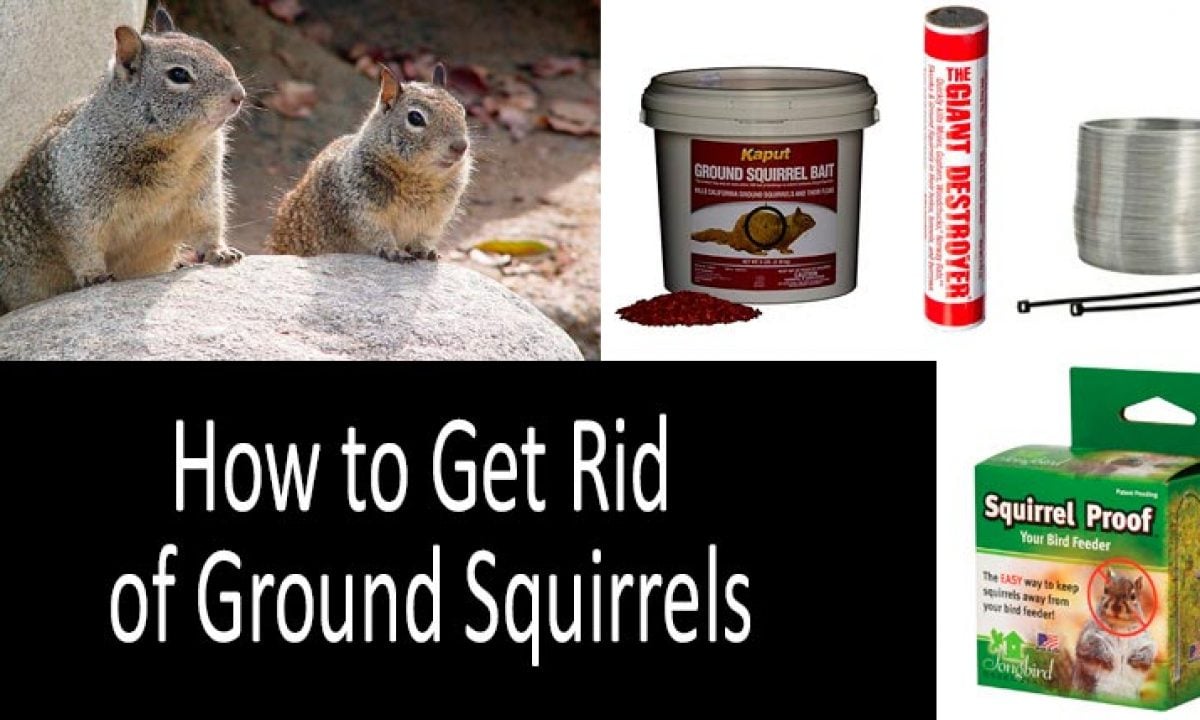 Kaput Ground Squirrel Bait