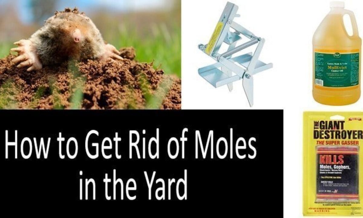 how to get rid of ground moles with dawn soap