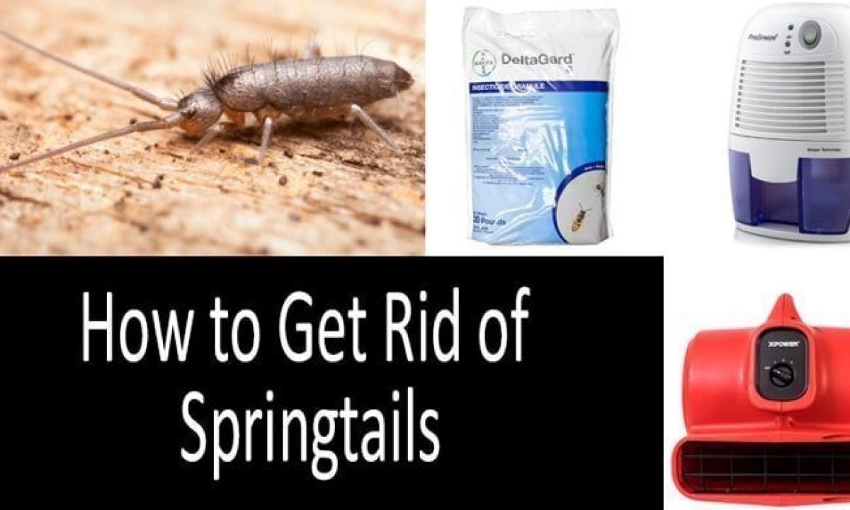 How to Get Rid of Springtails | Best Springtail Devices & Insecticides