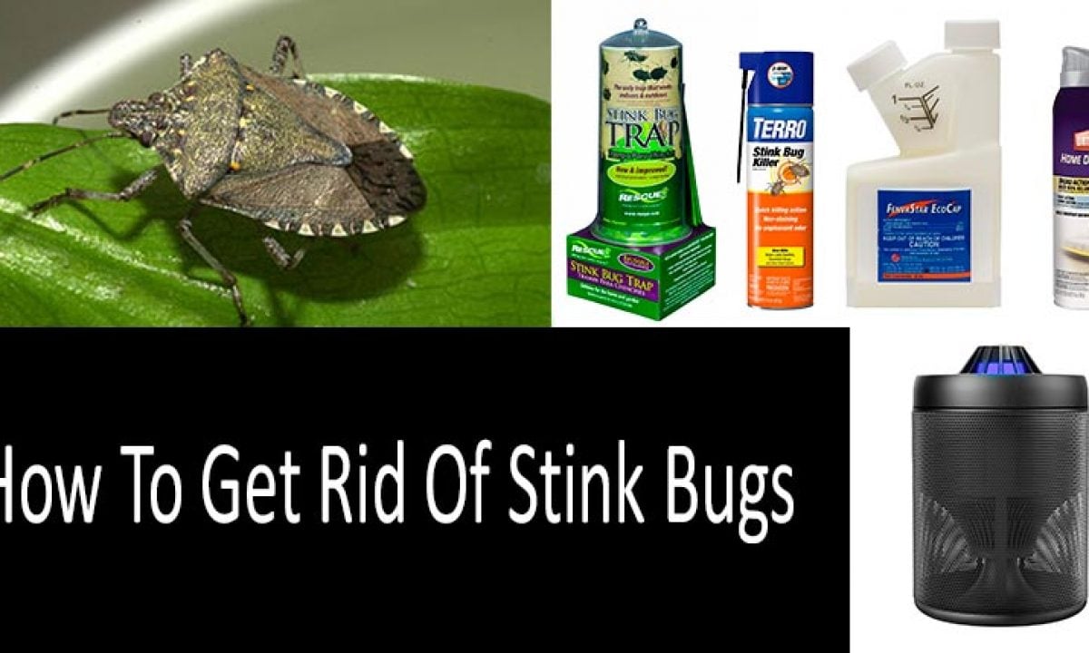get rid of stink bugs