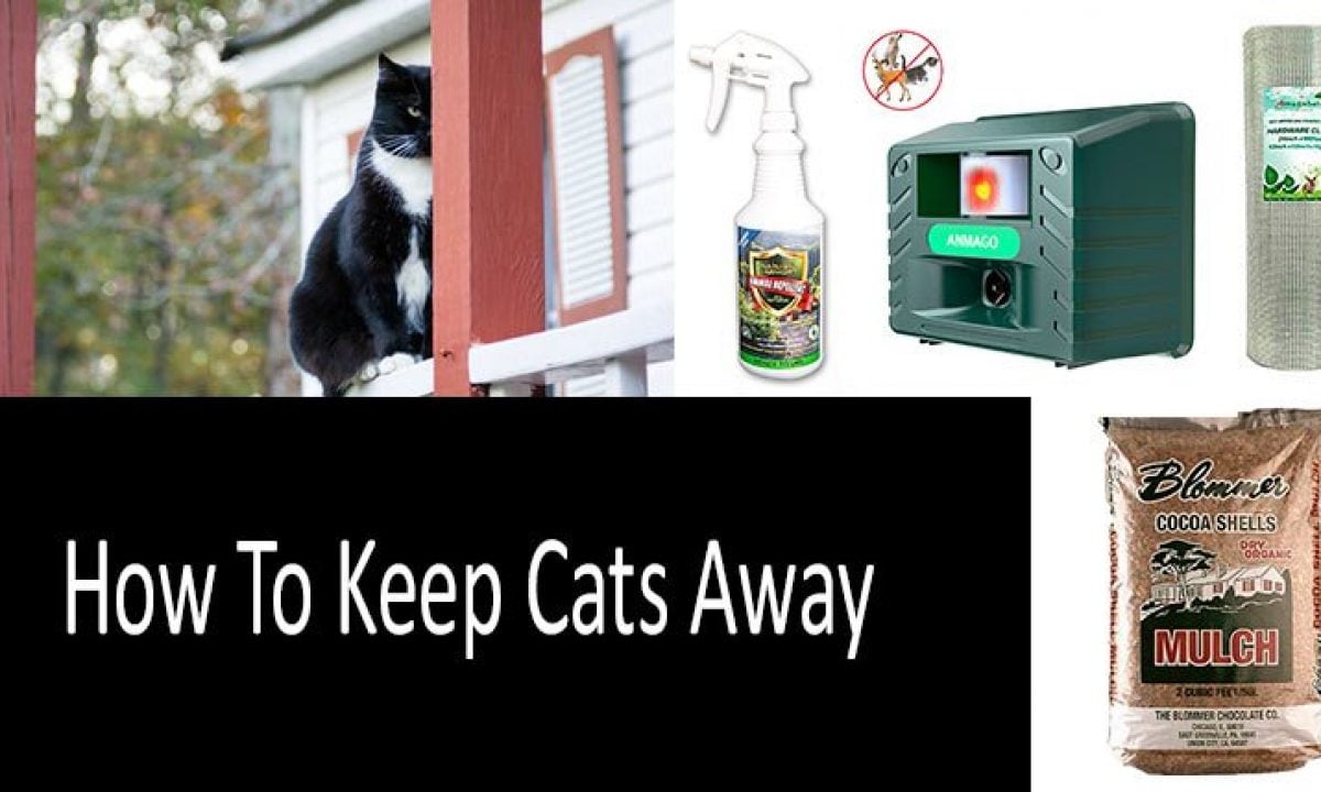 How To Keep Cats Away Top 9 Products And Devices