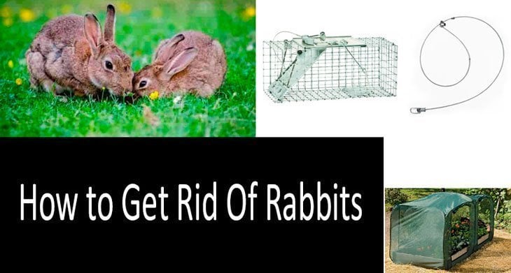 How to Get Rid of Rabbits Both in Winter and in Summer: 7 Best 