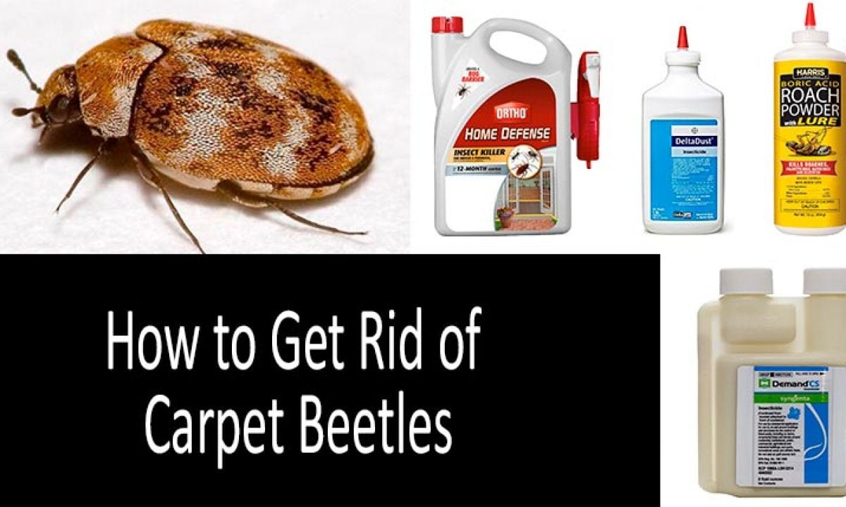 How To Get Rid Of Carpet Beetles: Top Best Sprays, Traps & Powders 2022