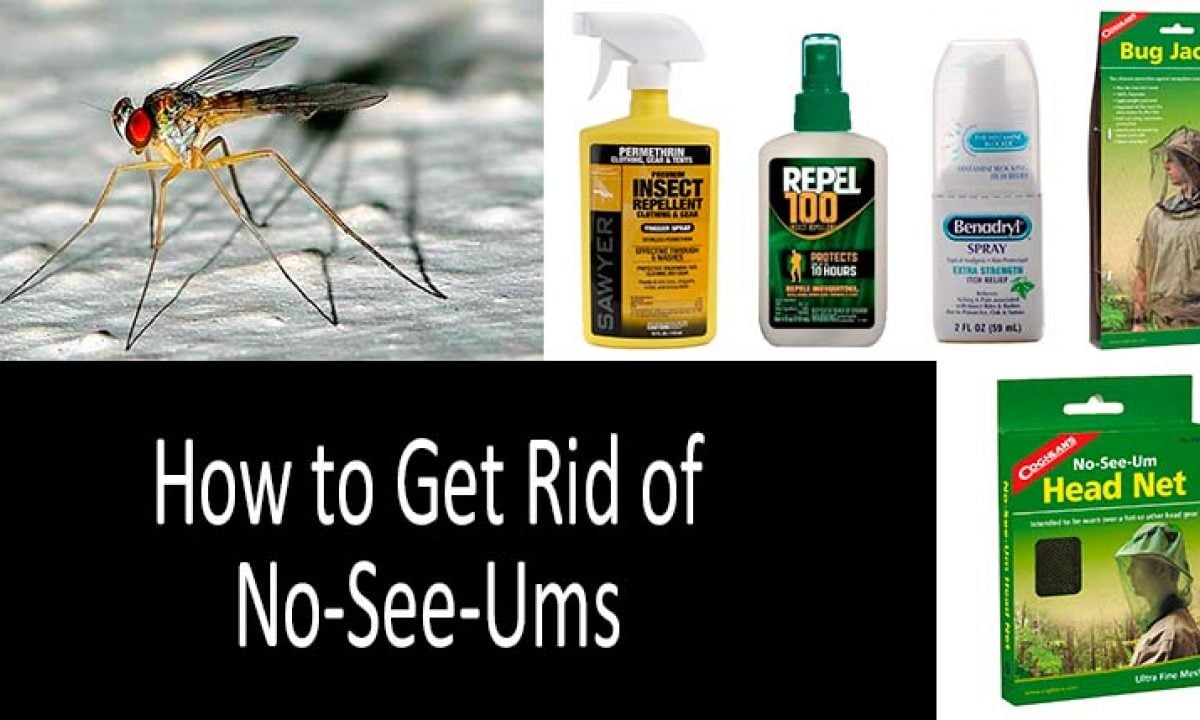 How To Get Rid Of No See Ums In Your House – Forbes Home