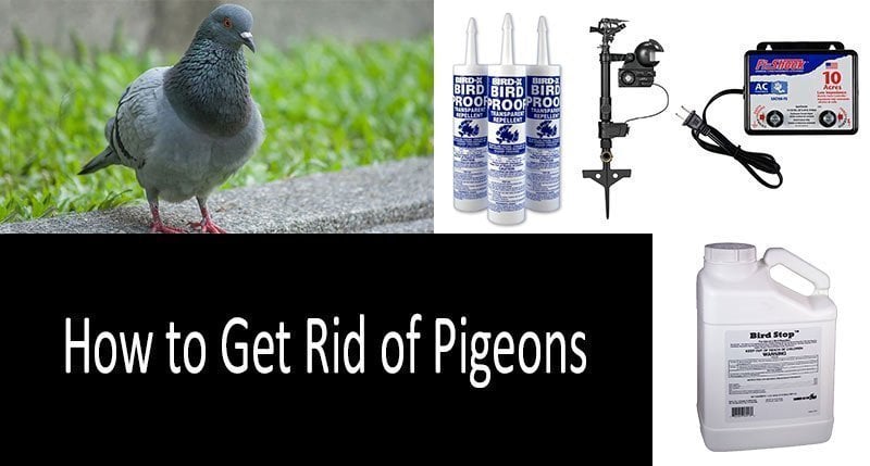 How to get rid of pigeons - pigeon repellent