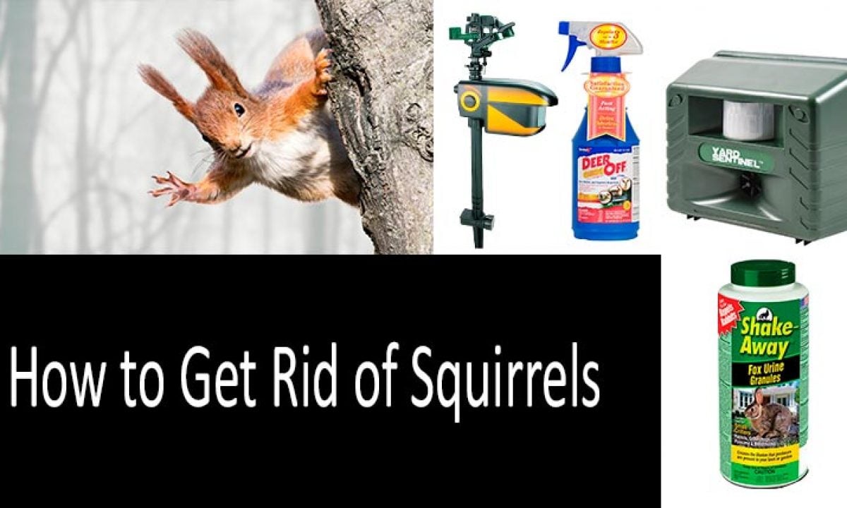 Wildlife Removal Services Near Me