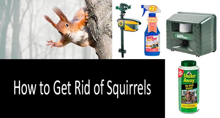 How To Get Rid Of Squirrels 766x411 