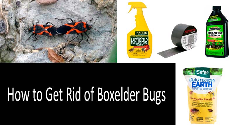 box elder bug pest control