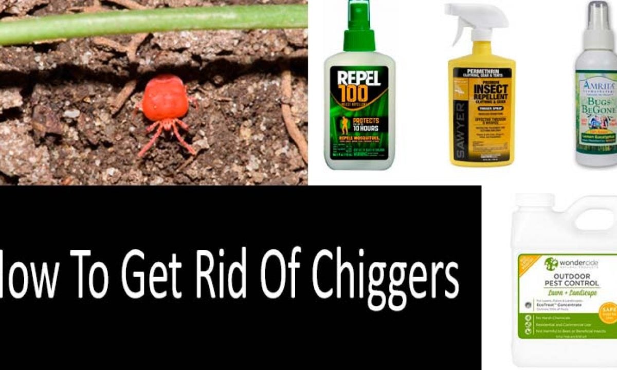 What To Spray For Chiggers Captions Trend