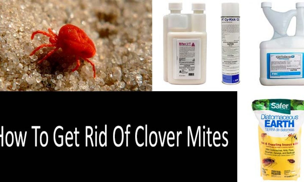 How To Get Rid Of Clover Mites