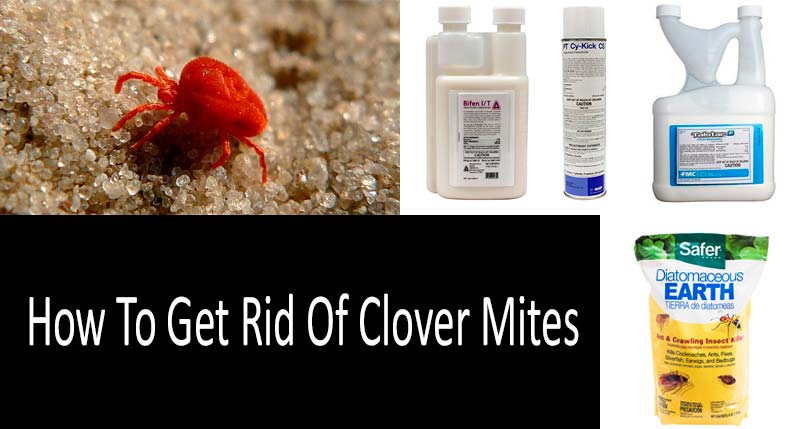 How to get rid of clover mites: TOP-6 Clover Mite Control Products