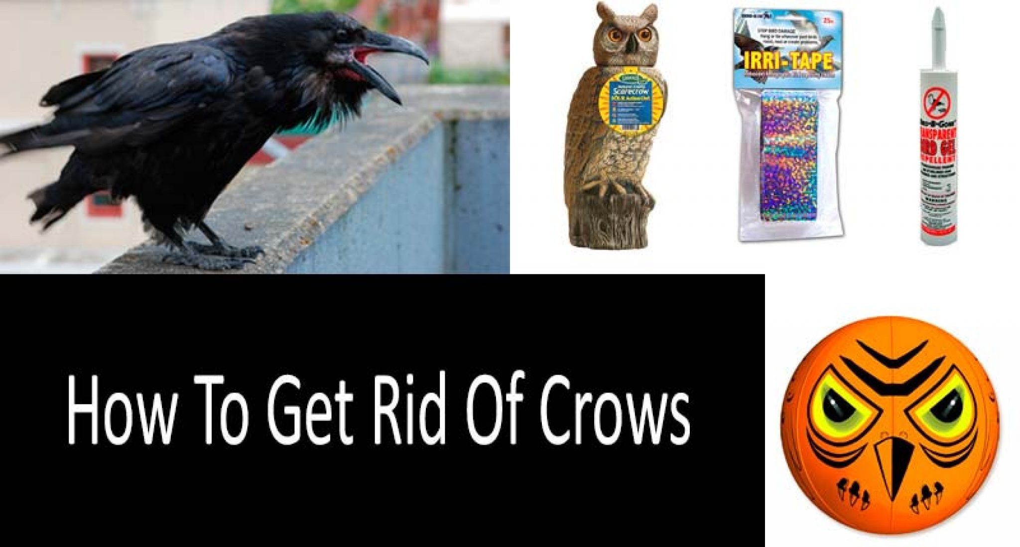 How To Get Rid Of Crows TOP9 Crow Repellents Crow Deterrents