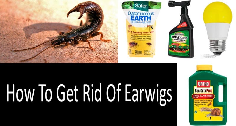 How To Get Rid Of Earwigs Top 7 Earwig Control Products