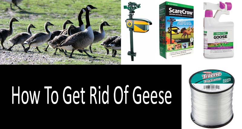 How To Keep Geese Off Your Boat Dock - About Dock Photos 