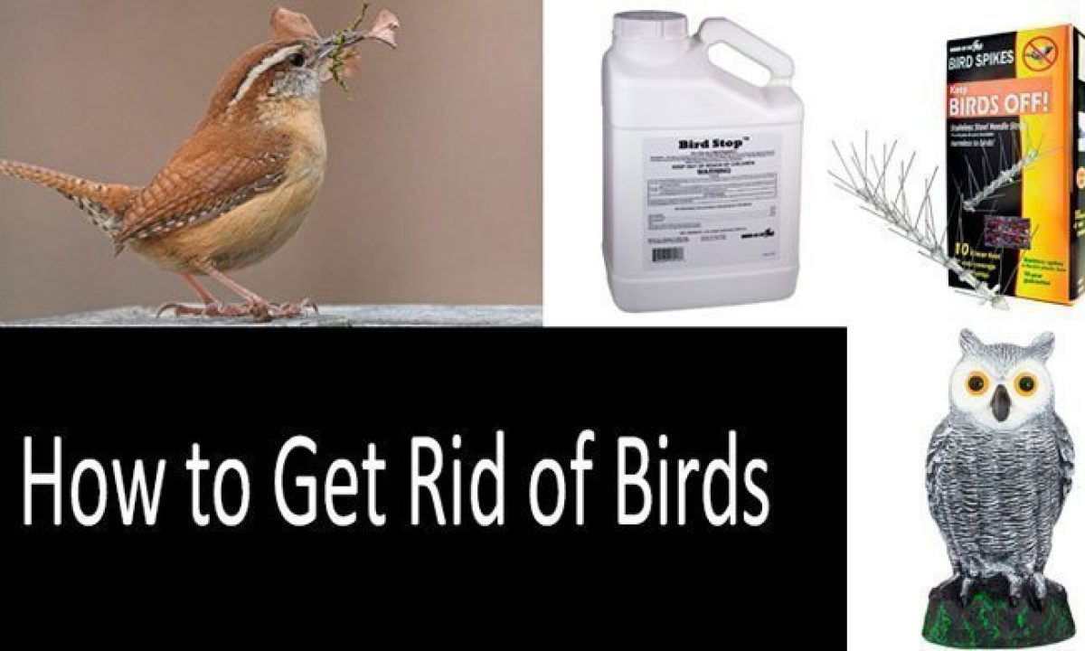 Home Remedies To Keep Birds Away - Home Remedies To Keep Away Birds And Get Rid Of Them / To How To Get Rid Of House Finches