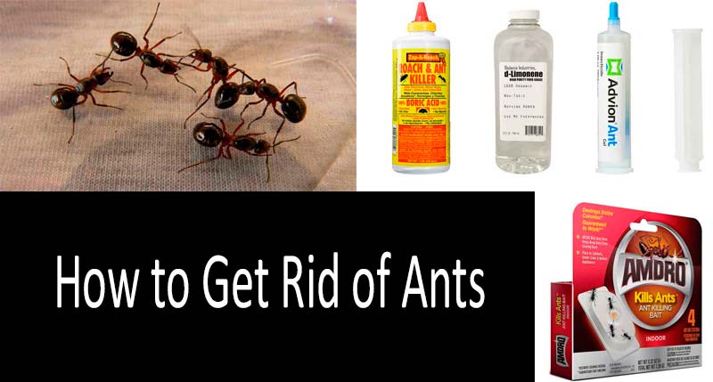 How To Get Rid Of Ants Best Ways To Kill Ants Indoors And Outdoors