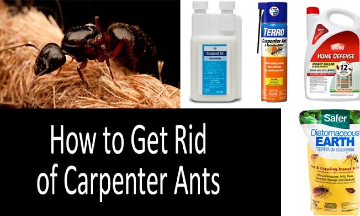 What Is The Best Product To Kill Carpenter Ants?