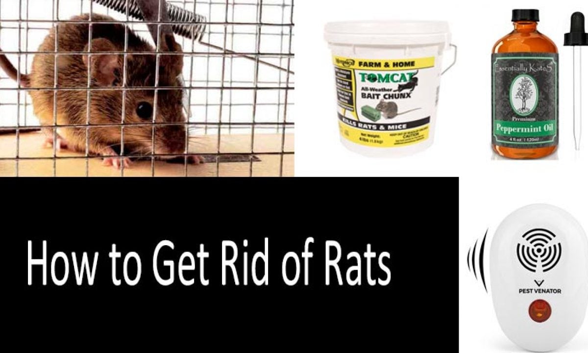 How to Get Rid of Rats