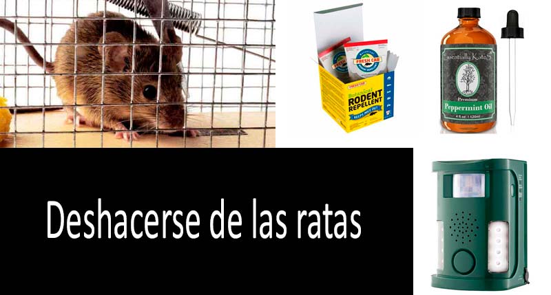 alegría Evaluable Prohibición Deshacerte de ratas dentro y fuera de la casa: repentes vs matar