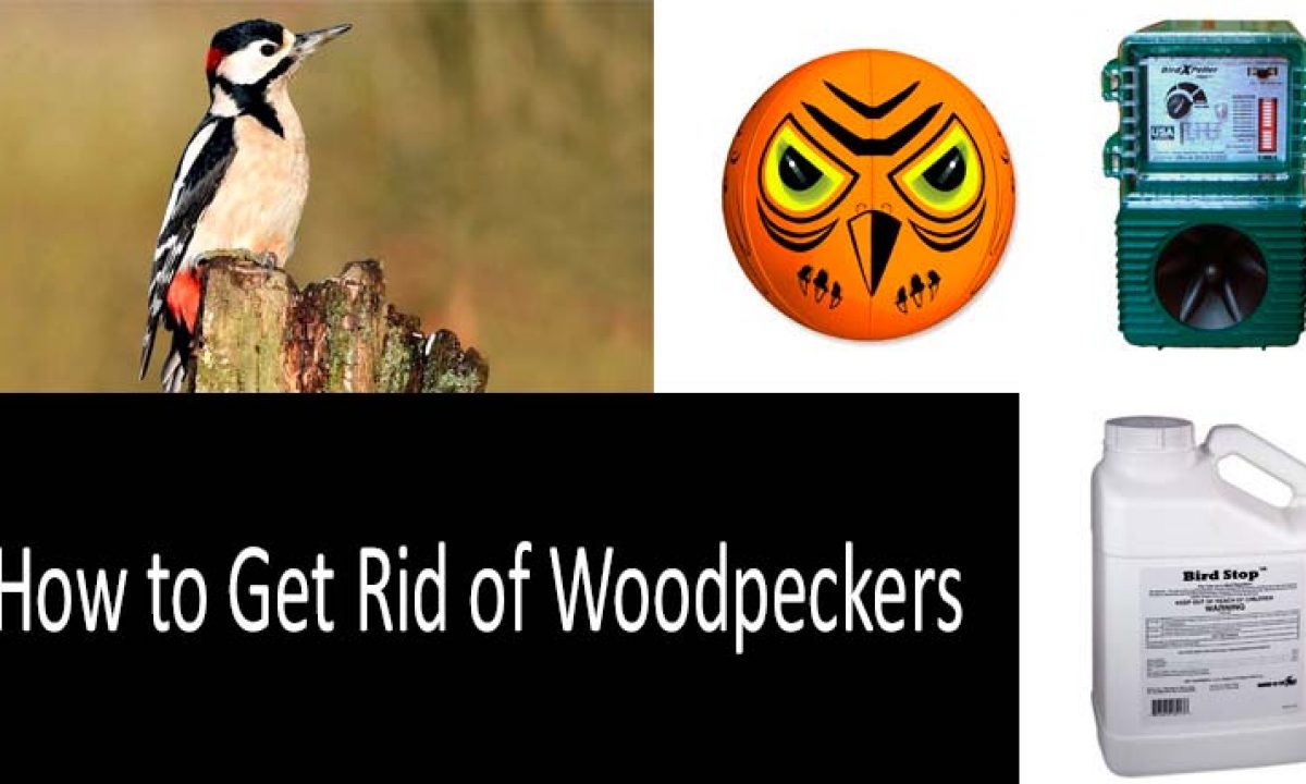 Stop Woodpecker Problems Birds Away Attack  Scare Spider Scares Woodpeckers 