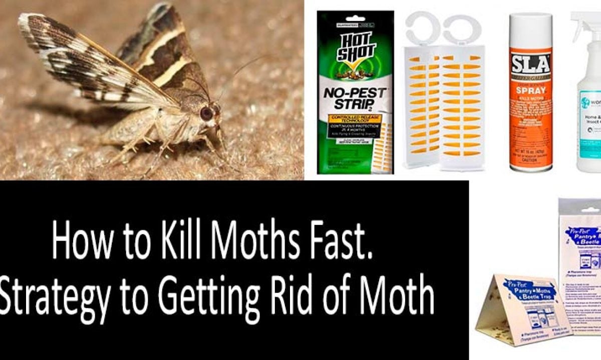 Homemade Moth Repellent – Get Rid Of Moths, Naturally