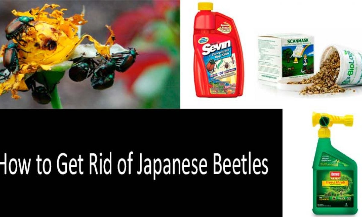 how to get rid of japanese beetles