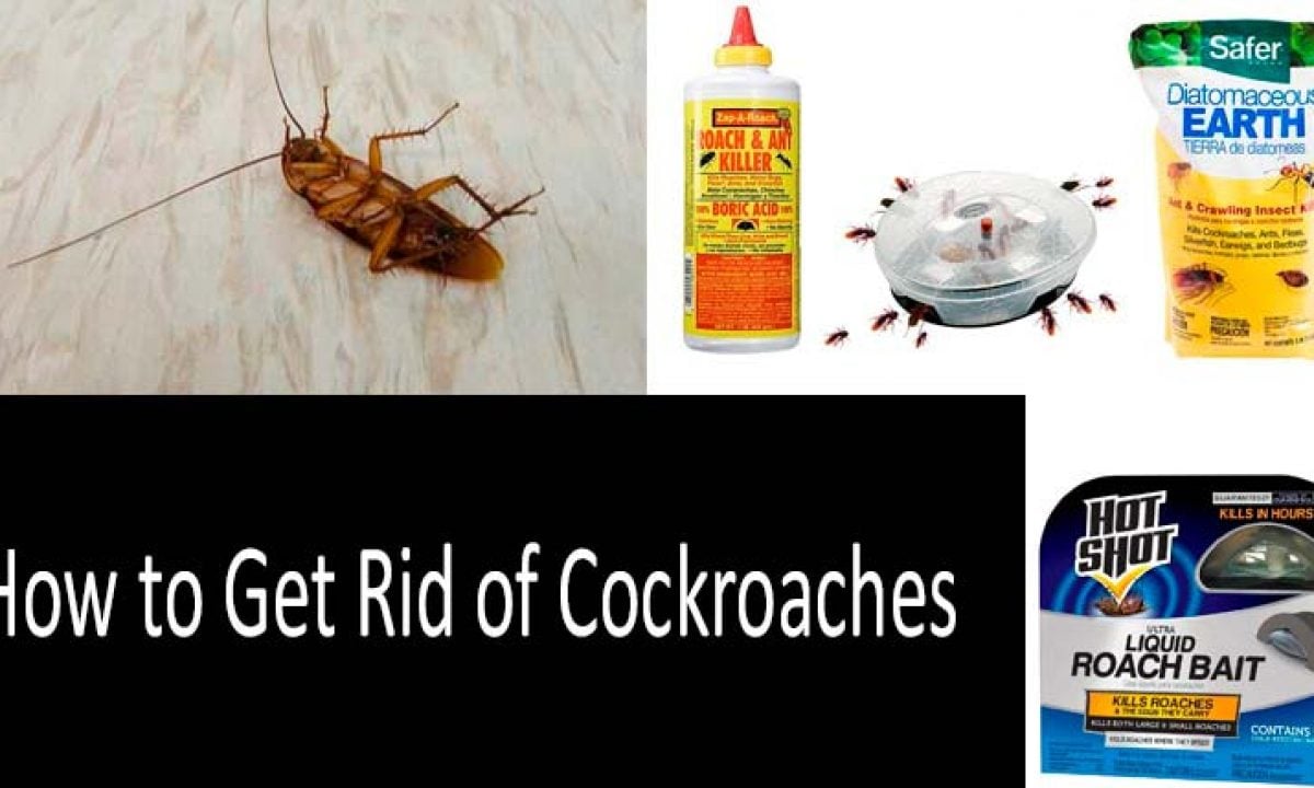 How To Get Rid Of Roaches Best Ways In