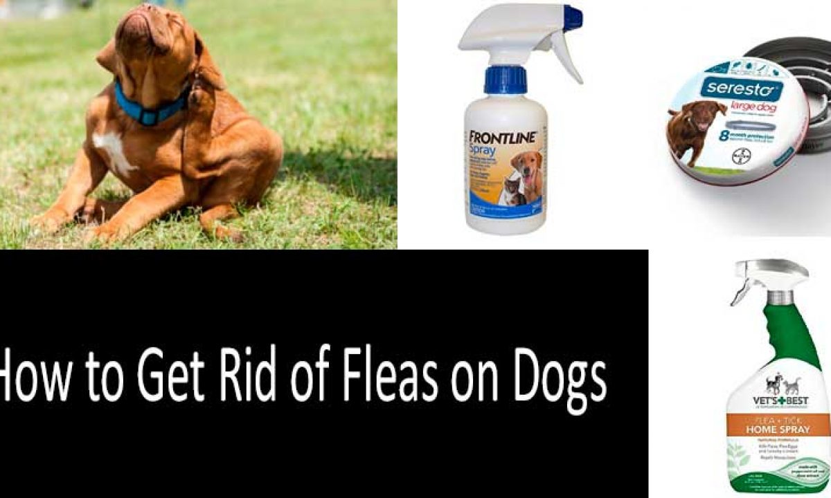 how can i keep fleas off my dog naturally