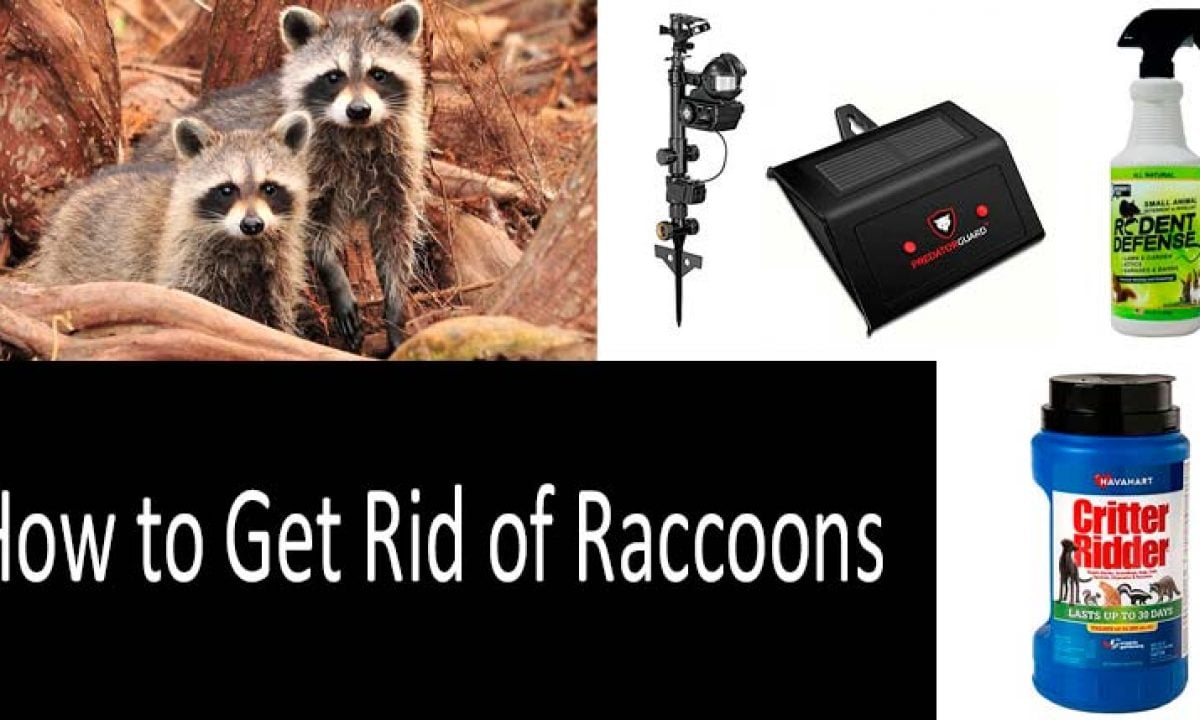 How to get rid of raccoons
