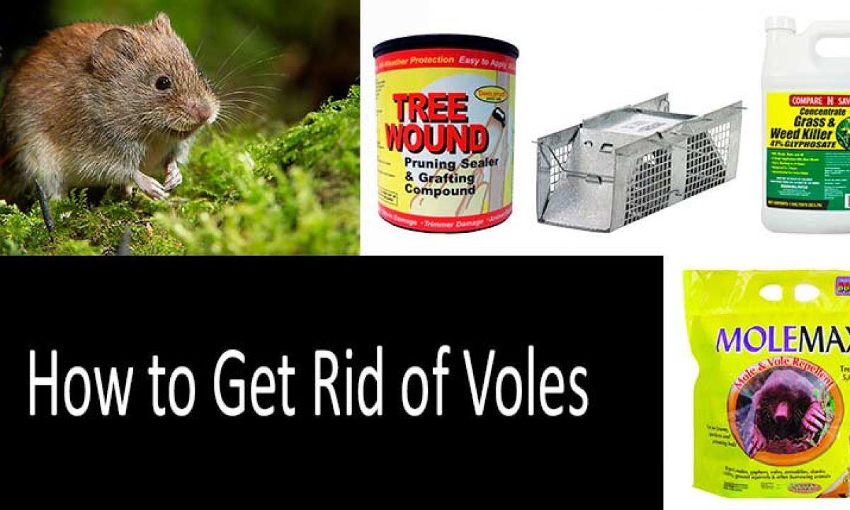 Vole Trap 6 Piece Claws Trap for Voles Mouse-Free Wühlmausbekämpfung 
