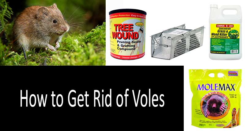 Voles - Do It Yourself Pest Control at cooperseeds.com