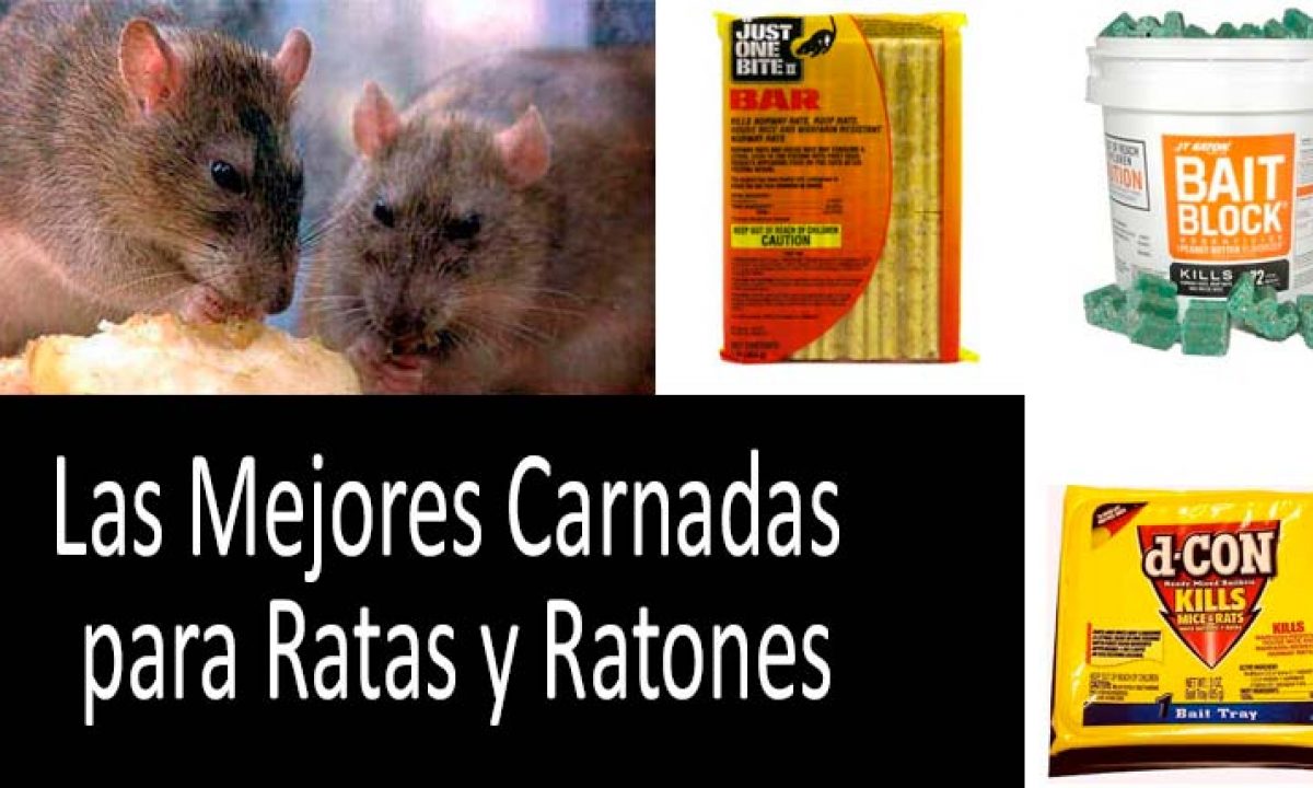 ¿Ratones o ratas en casa? Consejos para eliminarlos