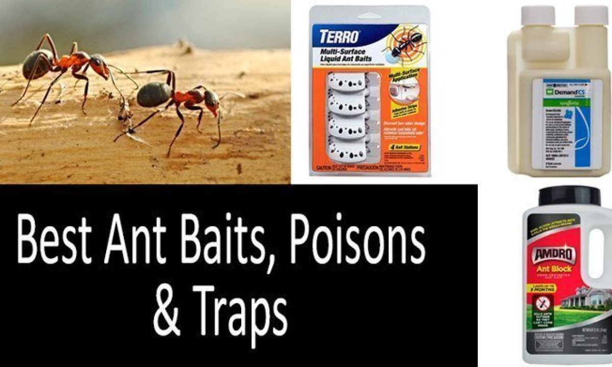 TOP-11 Best Ant Baits, Poisons and Traps from $5 to $50 in 2022