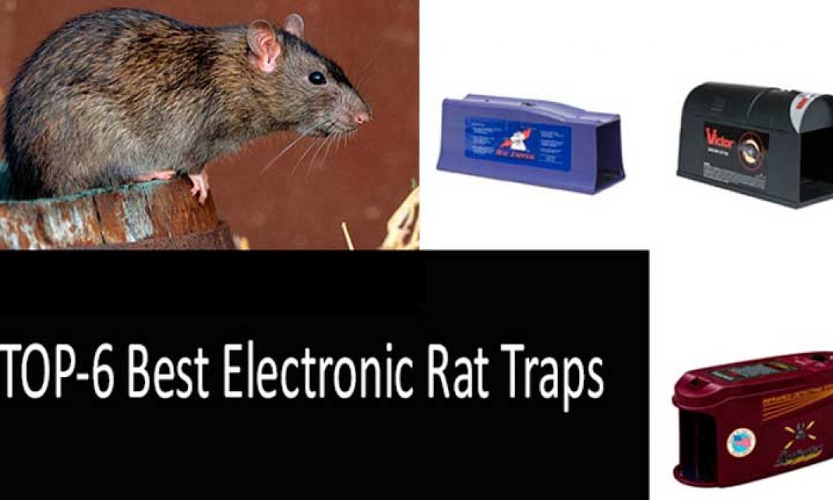 Large Powerful Rat Traps Kills Instantly with Powerful Steel Spring 6 Pack 