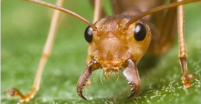 mejor insecticida hormigas