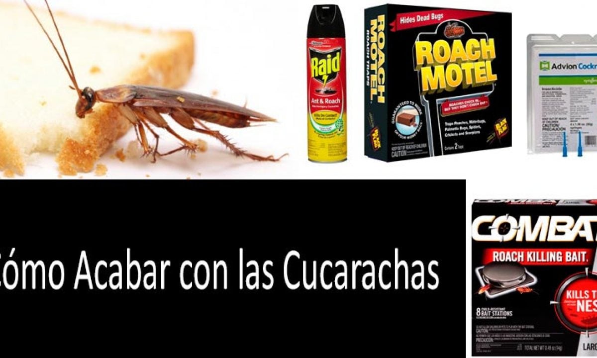 farmacia Penetración fingir Los 12 Mejores Exterminadores de Cucarachas: ¡Mueran, Horribles Criaturas!