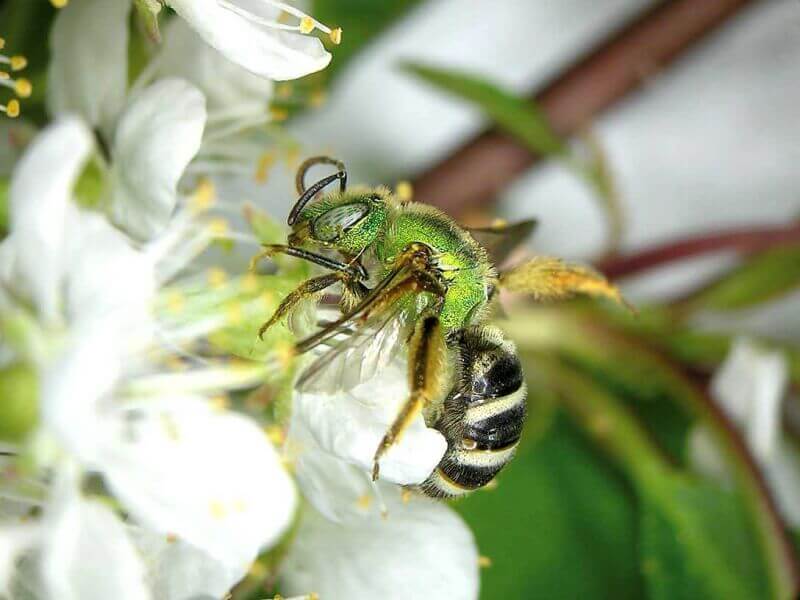 Actualizar 69+ images abejas de sudor aguachiler
