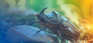 How To Get Rid of Beetles
