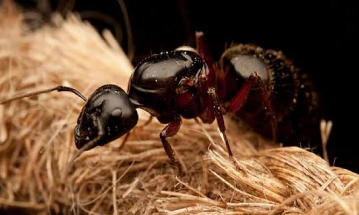 Cómo deshacerse de las hormigas Top-18 cebos e insecticidas