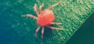 How To Get Rid of Mite