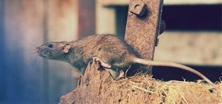 Rat Control Products