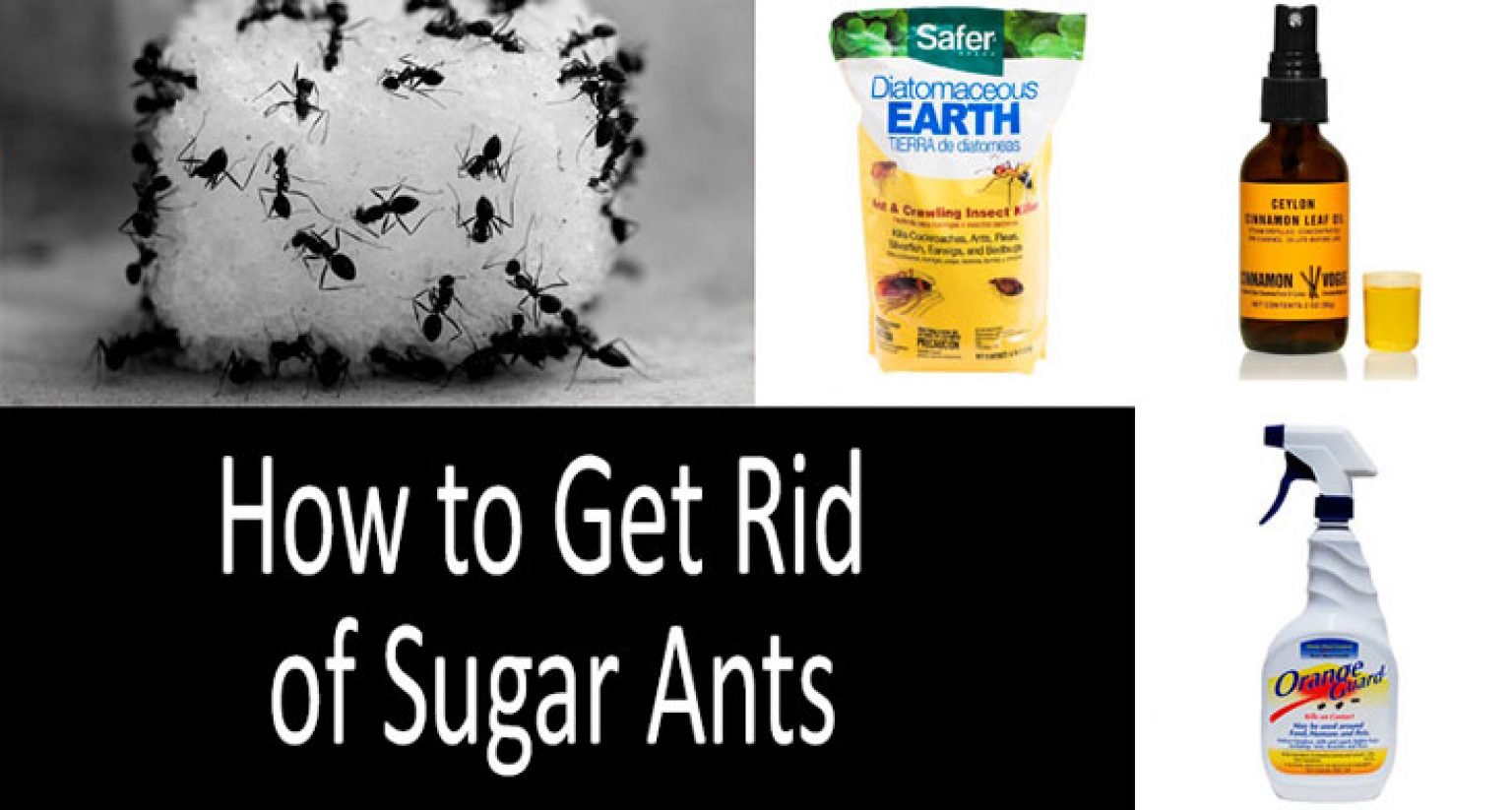 TOP 9 Sugar Ant Killers Best Ant Baits And Insecticides In 2022   How To Get Rid Of Sugar Ants 1536x823 