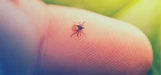 How To Get Rid of Ticks