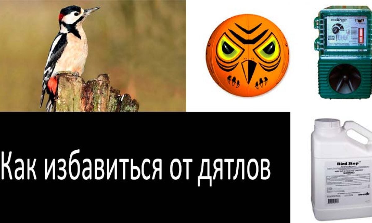 Как избавиться от дятлов наверняка: TОП-8 отпугивателей дятлов