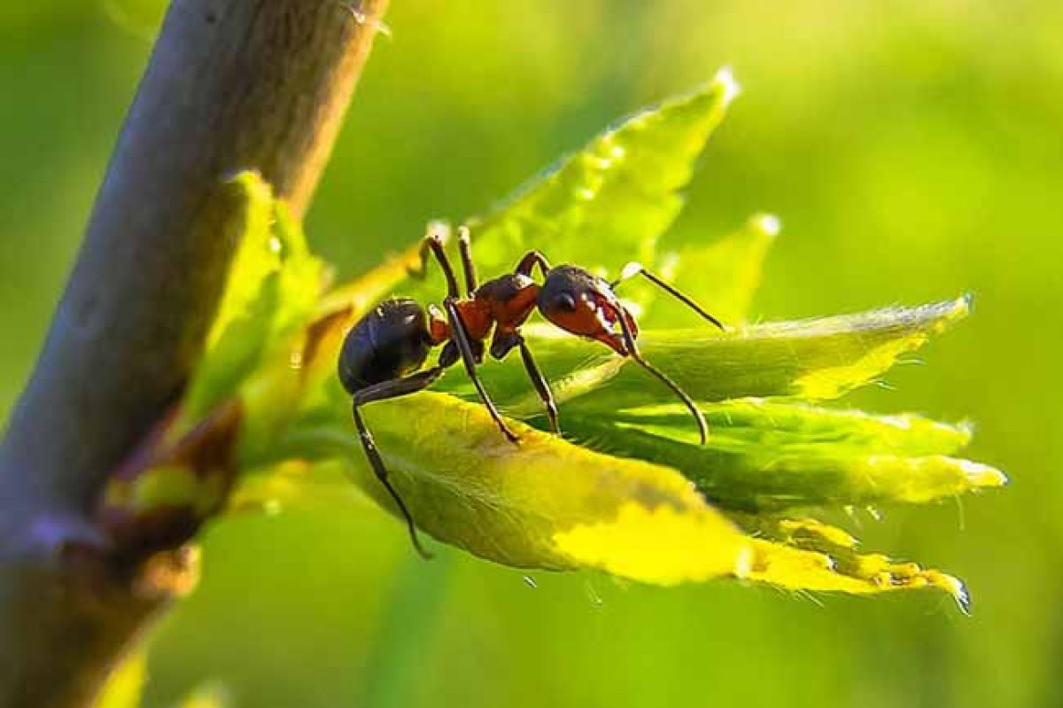 Как избавиться от черных муравьев в дачном доме