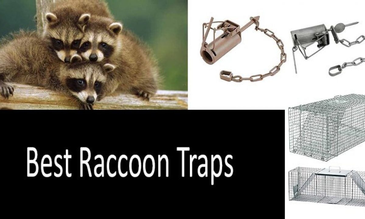 3 lbs Coon Raccoon bait lure for DP Dog Proof traps and  live traps 
