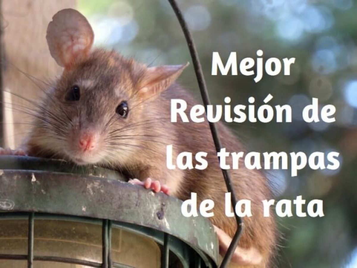 trampa para ratones y ratas de madera ratonera atrapar ouse rat trap 1 o 12 pzs 