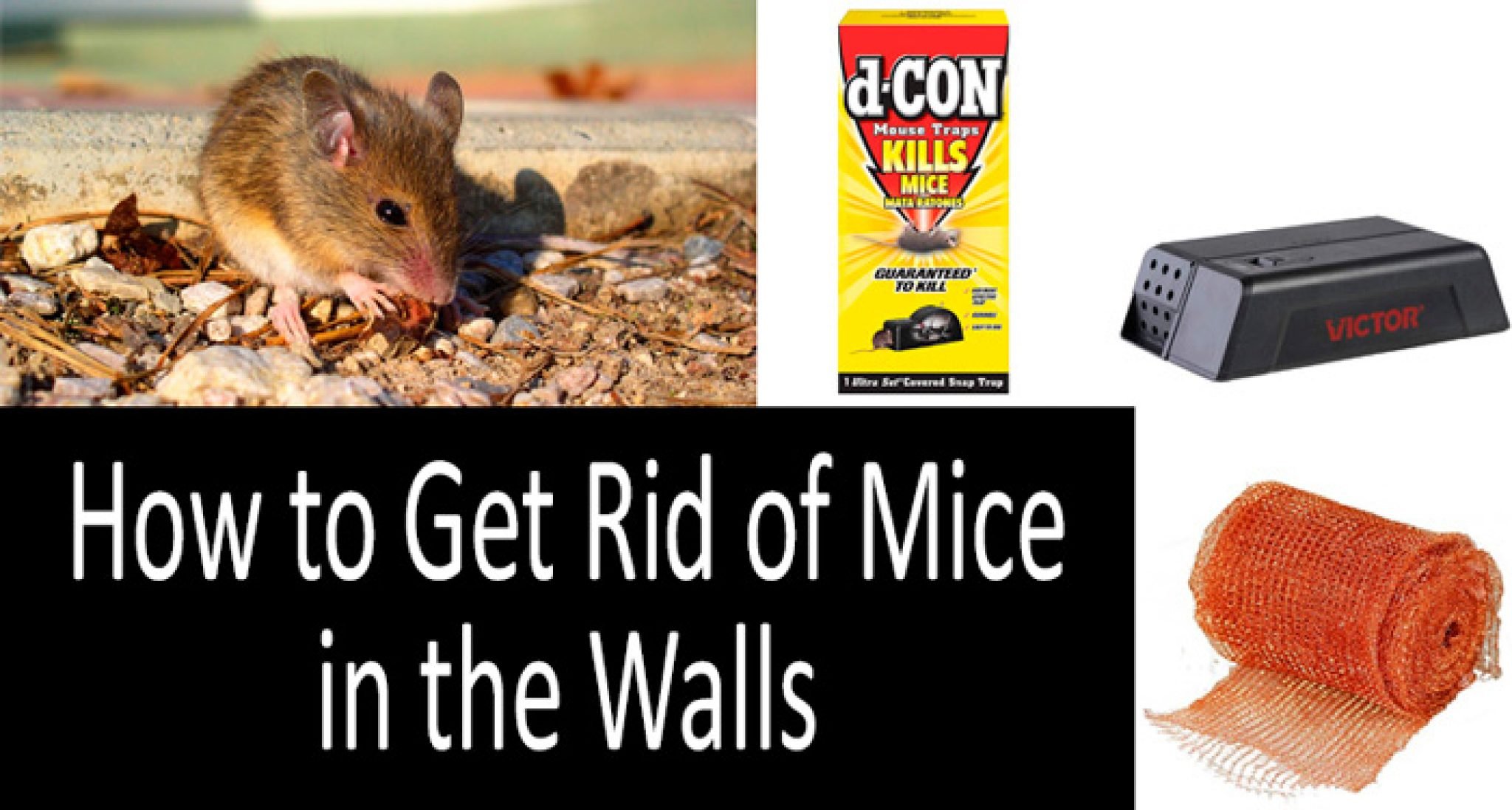 How to get rid of mice in the walls fast 