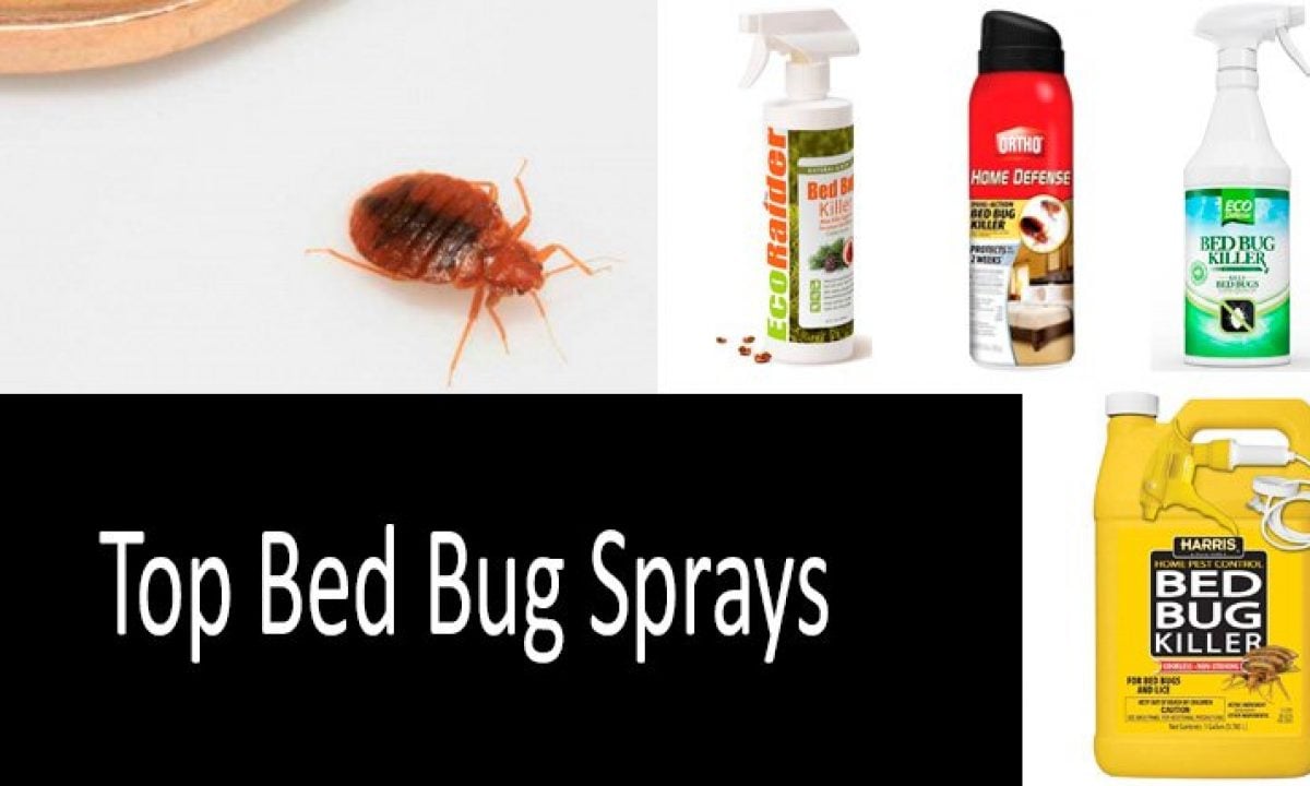 4 xmini tueur fumer les puces flea bed bugs bed bug killer cluster mouches hydroponics 
